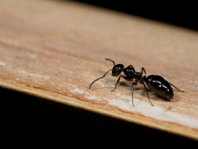 An ant on wood