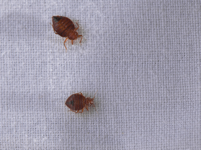 Two bed bugs on a sheet