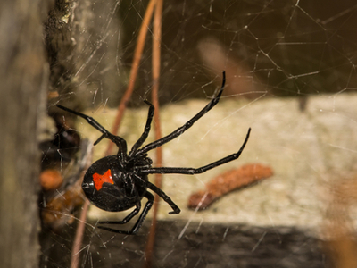 A black widow spider on a web