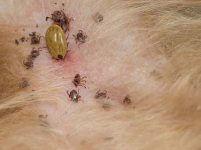 Ticks on a dog's skin