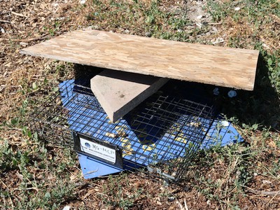 Pest trap for field trial