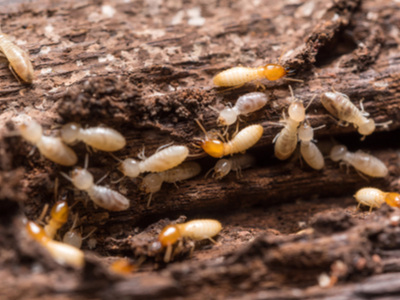 termites-400-329161523